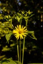 blossoms of a cup plant Silphium perfoliatum Royalty Free Stock Photo