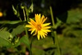 blossoms of a cup plant Silphium perfoliatum Royalty Free Stock Photo