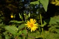 blossoms of a cup plant Silphium perfoliatum Royalty Free Stock Photo