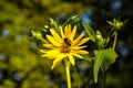 blossoms of a cup plant Silphium perfoliatum Royalty Free Stock Photo