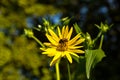 blossoms of a cup plant Silphium perfoliatum Royalty Free Stock Photo