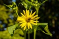 blossoms of a cup plant Silphium perfoliatum Royalty Free Stock Photo