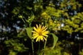 blossoms of a cup plant Silphium perfoliatum Royalty Free Stock Photo