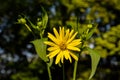 blossoms of a cup plant Silphium perfoliatum Royalty Free Stock Photo