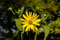 blossoms of a cup plant Silphium perfoliatum Royalty Free Stock Photo