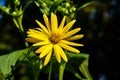 blossoms of a cup plant Silphium perfoliatum Royalty Free Stock Photo