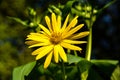 blossoms of a cup plant Silphium perfoliatum Royalty Free Stock Photo
