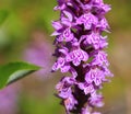 Blossoms of Dactylorhiza fuchsii, the common spotted orchid