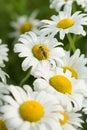 daisies in bloom in bright daylight with a honey bee collecting pollen and nectar Royalty Free Stock Photo