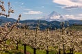 Blossoms in Hood River Fruit Loop Oregon