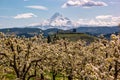 Blossoms in Hood River Fruit Loop Oregon Royalty Free Stock Photo