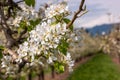Blossoms in Hood River Fruit Loop Oregon