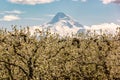 Blossoms in Hood River Fruit Loop Oregon