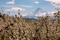 Blossoms in Hood River Fruit Loop Oregon Royalty Free Stock Photo