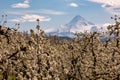 Blossoms in Hood River Fruit Loop Oregon