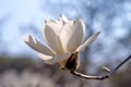 White magnolia on a sky background. Macro, young magnolia in Fomin Botanical Garden in Kiev. Kyiv, Ukraine, Europe.