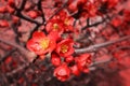 Blossoms of flowering quince