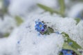 Blossoms of forget-me-not in the snow Royalty Free Stock Photo