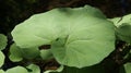 Giant Japanese Butterbur leaf in the forest