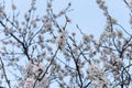 Blossoms fruit apricot tree on a background of clear blue sky during the day. The concept of a plentiful harvest. Royalty Free Stock Photo