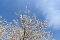 Blossoms fruit apricot tree on a background of cloudy blue sky. The concept of Easter mood, spring revival of nature. Royalty Free Stock Photo