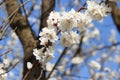 Blossoms fruit apricot tree on a background of daylight blue sky. The concept of Easter mood, spring revival of nature.