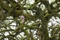 A blossoms on the gnarled branch of a hundred year old apple tree