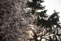 Selective blur on Blossoms on a blooming tree with white flowers during spring with sunset sky in background.