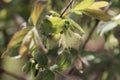 Blossoms of a honeyberry, Lonicera caerulea