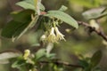 Blossoms of a honeyberry, Lonicera caerulea