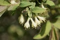 Blossoms of a honeyberry, Lonicera caerulea Royalty Free Stock Photo