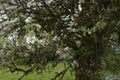 Blossoms on a hundred year old apple tree