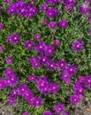 Very nice blossoms of Iceplant pink flowers Latin name - Delosperma cooperi