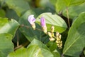 Blossoms of a jack bean, Canavalia ensiformis