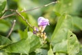 Blossoms of a jack bean, Canavalia ensiformis