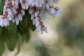 Blossoms of a Japanese andromeda, Pieris japonica