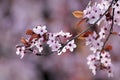 Blossoms of Japanese Cherry tree Royalty Free Stock Photo