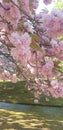 Blossoms japanese gardens hasselt belgium