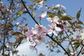 Blossoms Japanese sakura