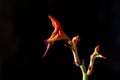 Blossoms of Lady Slipper plant against black background