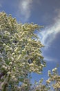 Blossoms of a large old pear tree. Lush white blossoming branches of old fruit tree. Blue sky background.