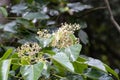 Blossoms and leaves of a candlenut, Aleurites moluccanus Royalty Free Stock Photo