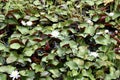 Wild Fragrant White Water Lily Royalty Free Stock Photo