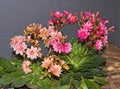Blossoms of lewisia plants. Royalty Free Stock Photo