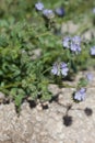 PHACELIA DISTANS - TWENTYNINE PALMS - 041120 C