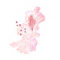 Blossoms light pink rhododendron mountain shrub vintage vector illustration editable