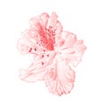 Blossoms light pink rhododendrons shrub vintage vector illustration editable