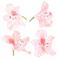 Blossoms light pink rhododendrons set three on a white