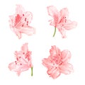 Blossoms light pink rhododendrons set two on a white background vintage vector illustration editable