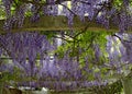 Blossoms of a lilac Wisteria